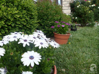 Mê mẩn với vườn hoa đẹp như trong cổ tích của mẹ Việt ở Mỹ ảnh 24