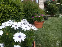 Mê mẩn với vườn hoa đẹp như trong cổ tích của mẹ Việt ở Mỹ ảnh 24