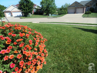 Mê mẩn với vườn hoa đẹp như trong cổ tích của mẹ Việt ở Mỹ ảnh 27