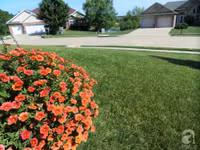 Mê mẩn với vườn hoa đẹp như trong cổ tích của mẹ Việt ở Mỹ ảnh 27