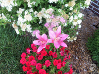 Mê mẩn với vườn hoa đẹp như trong cổ tích của mẹ Việt ở Mỹ ảnh 10