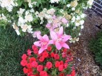 Mê mẩn với vườn hoa đẹp như trong cổ tích của mẹ Việt ở Mỹ ảnh 10