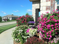 Mê mẩn với vườn hoa đẹp như trong cổ tích của mẹ Việt ở Mỹ ảnh 14