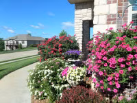 Mê mẩn với vườn hoa đẹp như trong cổ tích của mẹ Việt ở Mỹ ảnh 14