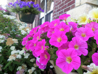 Mê mẩn với vườn hoa đẹp như trong cổ tích của mẹ Việt ở Mỹ ảnh 16