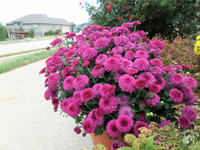 Mê mẩn với vườn hoa đẹp như trong cổ tích của mẹ Việt ở Mỹ ảnh 18