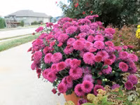 Mê mẩn với vườn hoa đẹp như trong cổ tích của mẹ Việt ở Mỹ ảnh 18