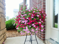 Mê mẩn với vườn hoa đẹp như trong cổ tích của mẹ Việt ở Mỹ ảnh 13