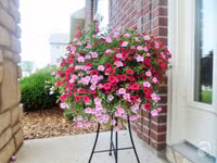 Mê mẩn với vườn hoa đẹp như trong cổ tích của mẹ Việt ở Mỹ ảnh 13