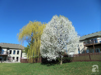 Mê mẩn với vườn hoa đẹp như trong cổ tích của mẹ Việt ở Mỹ ảnh 28