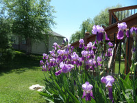 Mê mẩn với vườn hoa đẹp như trong cổ tích của mẹ Việt ở Mỹ ảnh 19