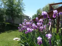 Mê mẩn với vườn hoa đẹp như trong cổ tích của mẹ Việt ở Mỹ ảnh 19