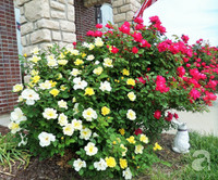 Mê mẩn với vườn hoa đẹp như trong cổ tích của mẹ Việt ở Mỹ ảnh 5