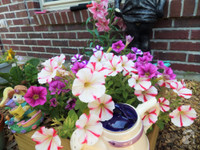 Mê mẩn với vườn hoa đẹp như trong cổ tích của mẹ Việt ở Mỹ ảnh 4