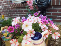 Mê mẩn với vườn hoa đẹp như trong cổ tích của mẹ Việt ở Mỹ ảnh 4