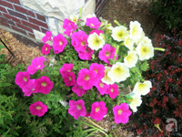 Mê mẩn với vườn hoa đẹp như trong cổ tích của mẹ Việt ở Mỹ ảnh 21