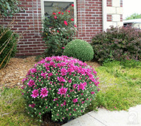 Mê mẩn với vườn hoa đẹp như trong cổ tích của mẹ Việt ở Mỹ ảnh 7