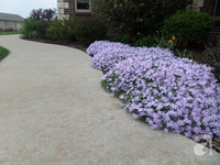 Mê mẩn với vườn hoa đẹp như trong cổ tích của mẹ Việt ở Mỹ ảnh 23