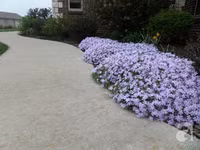 Mê mẩn với vườn hoa đẹp như trong cổ tích của mẹ Việt ở Mỹ ảnh 23