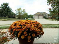 Mê mẩn với vườn hoa đẹp như trong cổ tích của mẹ Việt ở Mỹ ảnh 20