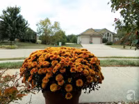 Mê mẩn với vườn hoa đẹp như trong cổ tích của mẹ Việt ở Mỹ ảnh 20