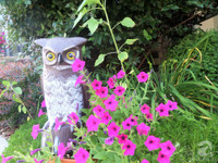 Mê mẩn với vườn hoa đẹp như trong cổ tích của mẹ Việt ở Mỹ ảnh 11