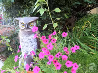 Mê mẩn với vườn hoa đẹp như trong cổ tích của mẹ Việt ở Mỹ ảnh 11