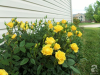 Mê mẩn với vườn hoa đẹp như trong cổ tích của mẹ Việt ở Mỹ ảnh 26