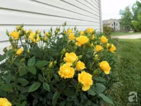 Mê mẩn với vườn hoa đẹp như trong cổ tích của mẹ Việt ở Mỹ ảnh 26