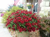 Mê mẩn với vườn hoa đẹp như trong cổ tích của mẹ Việt ở Mỹ ảnh 8