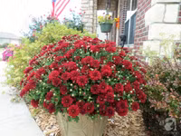 Mê mẩn với vườn hoa đẹp như trong cổ tích của mẹ Việt ở Mỹ ảnh 8