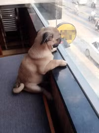 “Tâm sự không đâu vào đâu” của chú chó “thất tình” ảnh 20