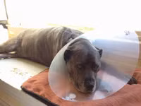 “Tâm sự không đâu vào đâu” của chú chó “thất tình” ảnh 11