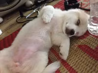 “Tâm sự không đâu vào đâu” của chú chó “thất tình” ảnh 15