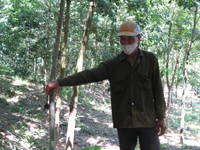 Dân tố “trâu hoang” phá cao su ảnh 9