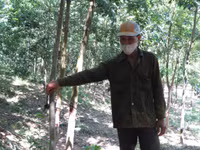 Dân tố “trâu hoang” phá cao su ảnh 9