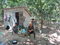 Dân tố “trâu hoang” phá cao su ảnh 2