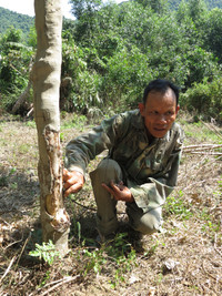 Dân tố “trâu hoang” phá cao su ảnh 3