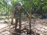 Dân tố “trâu hoang” phá cao su ảnh 7