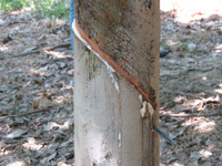 Dân tố “trâu hoang” phá cao su ảnh 6