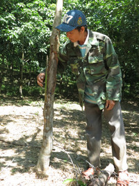 Dân tố “trâu hoang” phá cao su ảnh 8