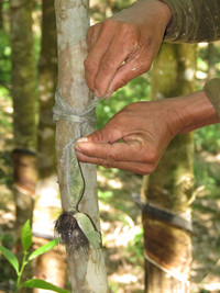 Dân tố “trâu hoang” phá cao su ảnh 4