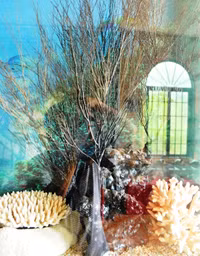 Thăm bảo tàng tư nhân đầu tiên ở miền Tây ảnh 5