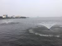 Trường học ven hồ Tây khắc phục mùi cá chết ảnh 2