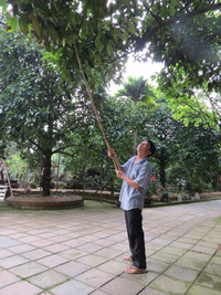 Giáng châu xứ Huế mất mùa ảnh 2