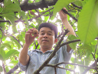 Giáng châu xứ Huế mất mùa ảnh 1