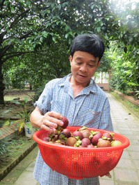 Giáng châu xứ Huế mất mùa ảnh 5