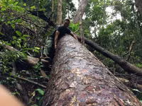 Kon Tum: Qua mặt nhiều lực lượng chức năng, lâm tặc phá rừng vùng biên ảnh 1