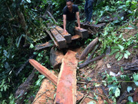 Kon Tum: Qua mặt nhiều lực lượng chức năng, lâm tặc phá rừng vùng biên ảnh 2