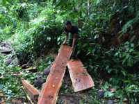 Kon Tum: Qua mặt nhiều lực lượng chức năng, lâm tặc phá rừng vùng biên ảnh 3